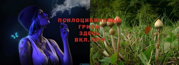 прущие грибы Ессентукская